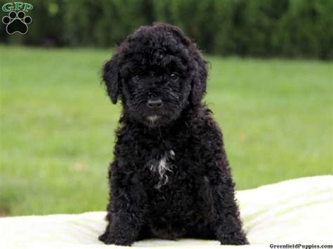 Black Toy Poodle Maltese Mix | Wow Blog