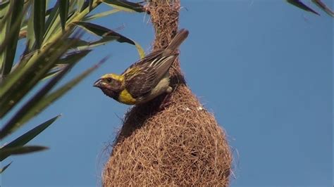 Baya Weaver The King Of Nest Building Birds Youtube