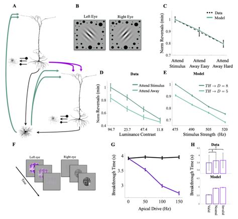 A Model Thalamocortical Loop Highlighting The Closed Loop Projections Download Scientific