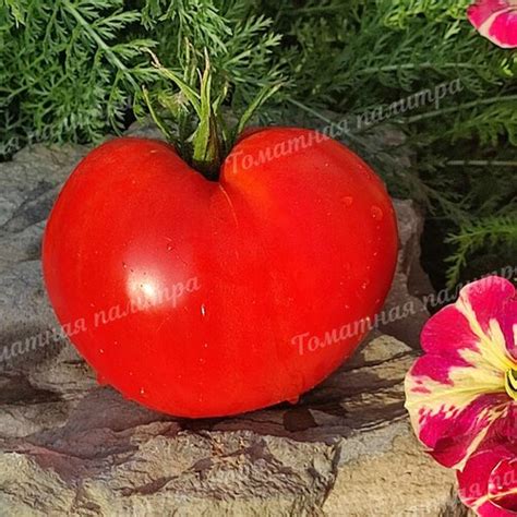 Томатная палитра - Редкие коллекционные, экзотические и старинные сорта ...