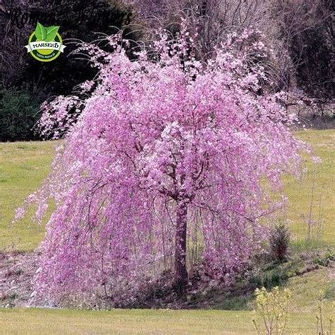 20 Pink Fountain Weeping Cherry Tree Seeds Diy Home Garden Dwarf Tree