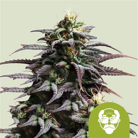 Get Granddaddy Purple Auto Cannabis Seeds Royal Queen Seeds