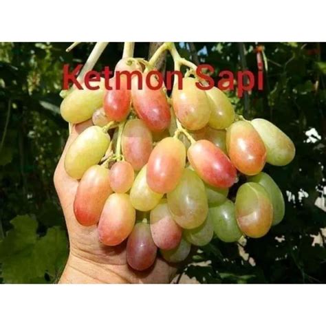 Bibit Anggur Import Ketmon Sapi Sedless Hasil Grafting Cepat Berbuah