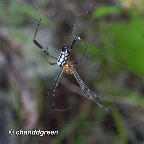 Leucauge Tessellata Spiders Of Karnataka INaturalist