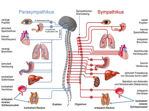 Autonomes Nevensystem Mit Genehmigung Von Shutterstock Der
