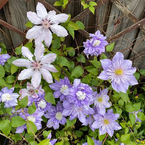 Clematis Pruning Group 2 Clematis Pruning Group 2 Large Flowering Cultivars Uploaded By