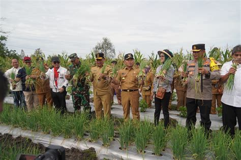 Sukses Panen Perdana Bawang Merah Dan Cabai Gubernur Sugianto Sabran