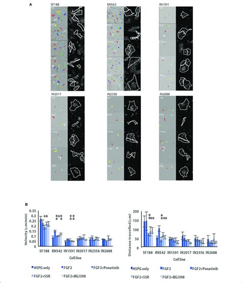 Cell Migration Is Stimulated In Serum Free Conditions After The