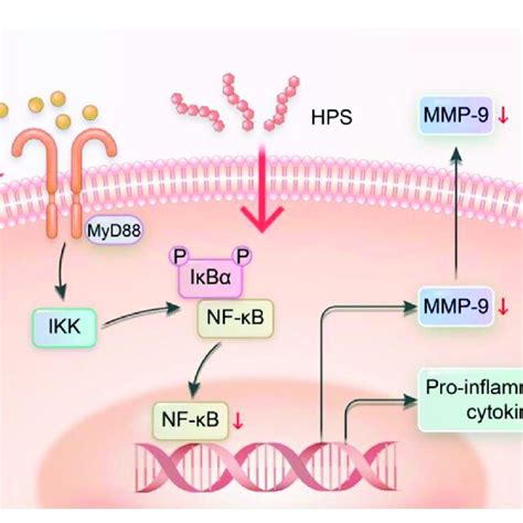 Regulation Of Nf κb Signaling Pathway By Hps Xiang Gao And Chunzhen