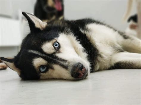 Cuanto Deben Comer Los Cachorros De 3 Semanas