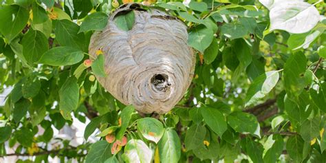 Jardin Que Faire Si Vous Avez Un Nid De Frelons Asiatiques Chez Vous