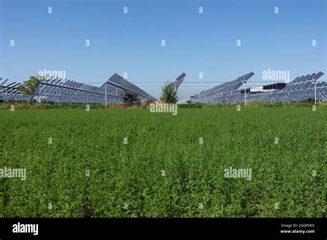 Agrivolt Icos O Agrofotovoltaicos Est N Codesarrollando La Misma