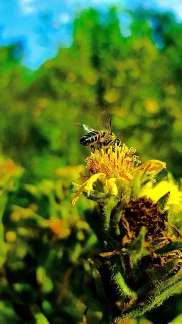 Abeille Fleur Pollinisation Photo Gratuite Sur Pixabay Pixabay