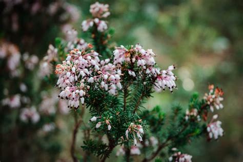 Pink Rosemary Flowers In Soft Colors Stock Image Image Of Aromatic