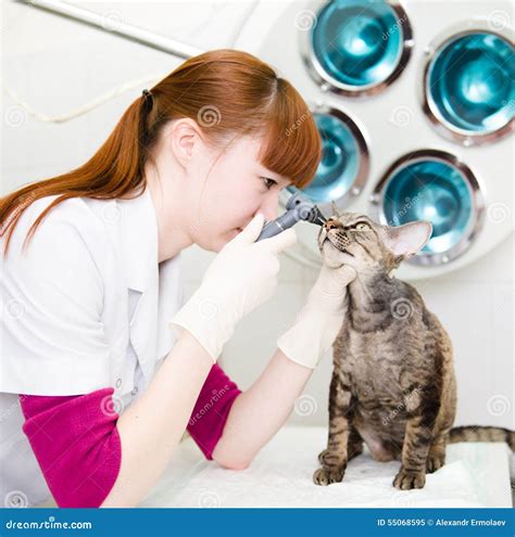 Female Professional Vet Doctor Examining Pet Cat Eyes Stock Image