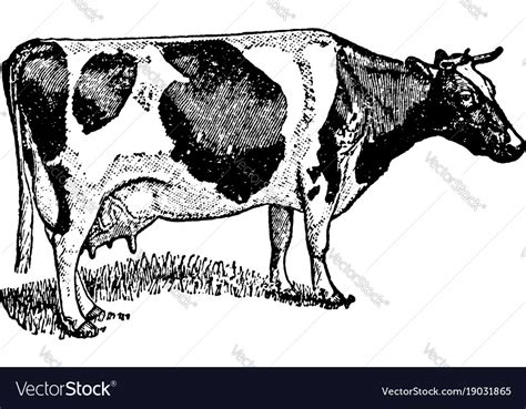 Holstein cow vintage Royalty Free Vector Image