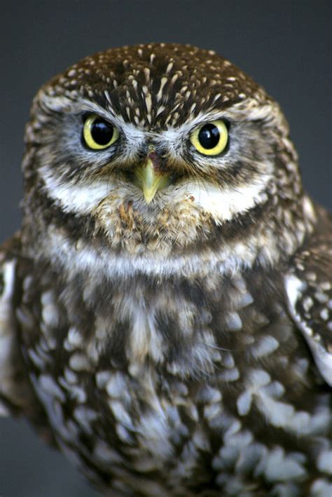 little owl on Tumblr