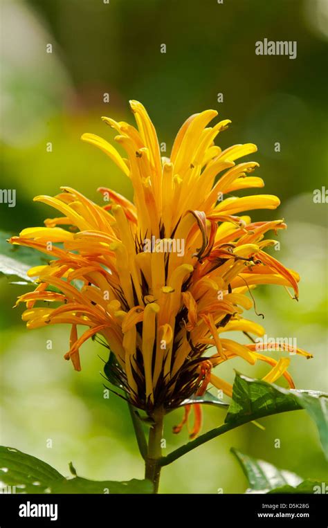 Justicia Aurea Yellow Jacobinia Stock Photo Alamy