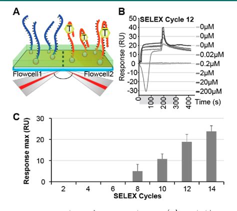 Figure 2 From More Dna Aptamers For Small Drugs A Capture Selex Coupled With Surface Plasmon