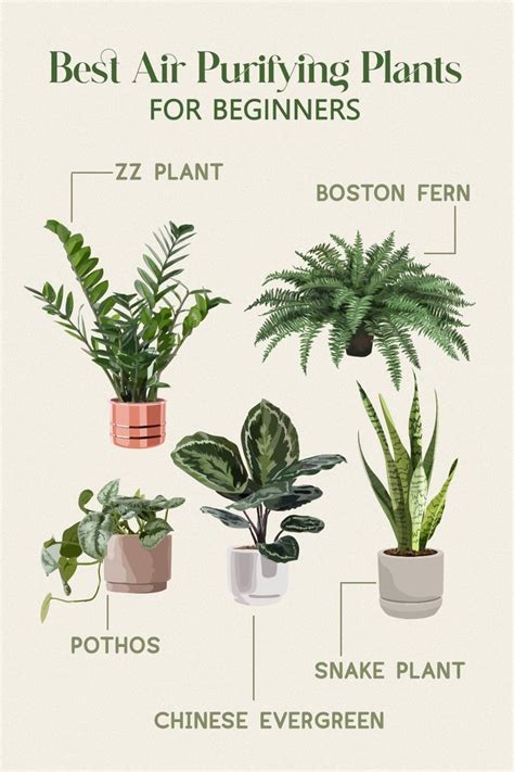 Air purifying plants – Artofit