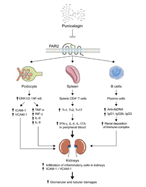 Schematic Overview Of The Inhibitory Effect Of Pcg On Lupus Nephritis