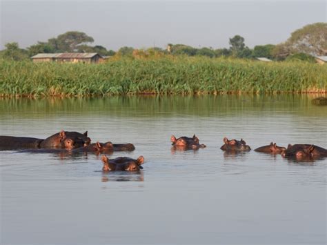 Lake Tana Hippos And Birds Ethiopia Divingmoredivingmore