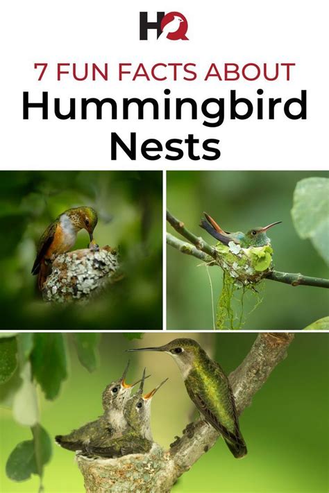 Hummingbird Nests 7 Fun Facts You Should Know 2024 Hummingbird Nests Humming Bird Feeders