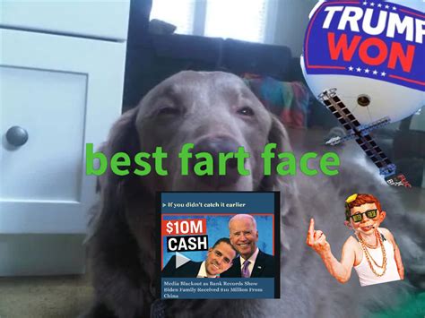 High Dog Memes - Piñata Farms - The best meme generator and meme maker for video & image memes