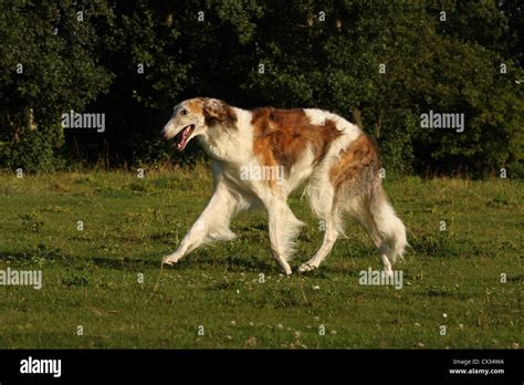 Borzoi Walk Hi Res Stock Photography And Images Alamy