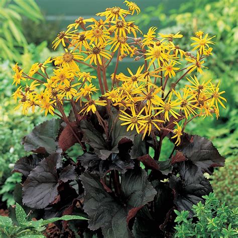 Ligularia dentata 'Midnight Lady' – Ricardo's Nursery