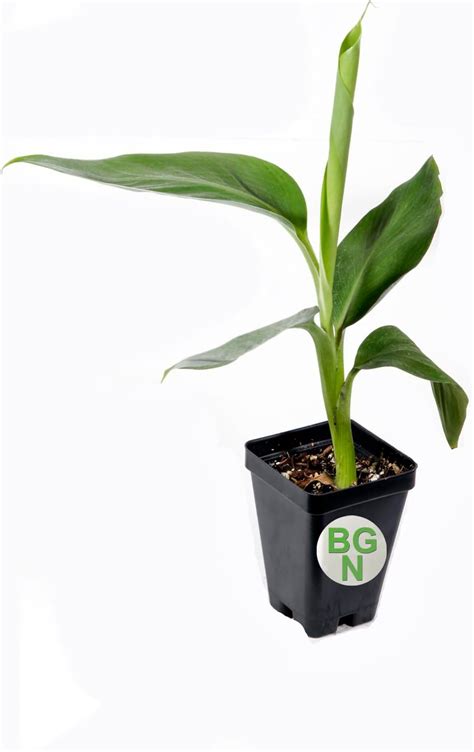 Amazon Greenbox Truly Tiny Tiny Musa Banana Tree Pot