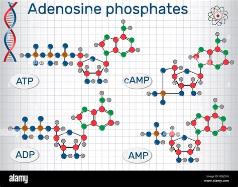 Chemical structural formulas Adenosine phosphates nucleotides : adenosine monophosphate (AMP ...