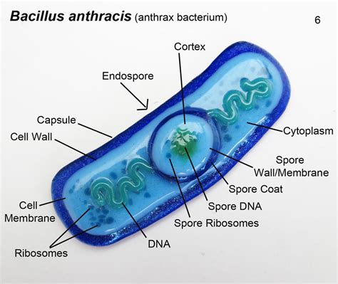 Bacillus anthracis 6 Anthrax Bacteria Oranment by trilobiteglassworks ...