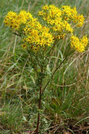 Ragwort Control, Plant Spraying & Weed Treatment. Ware Hertfordshire