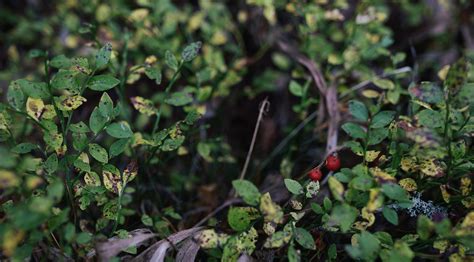 Free Images Tree Nature Forest Grass Branch Leaf Flower