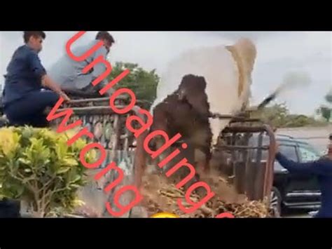 Dangerous Bull Unloading Gone Wrong Bull Runs After Unloading Viral