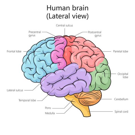 Diagrama De Estructura Cerebral Humana Stock De Ilustraci N