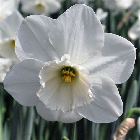 Narcissus 'Stainless' - Rose Cottage Plants