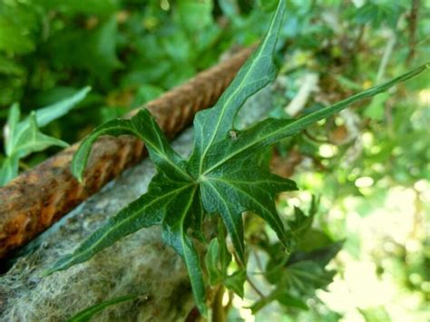 Hedera Helix Mariposa Lierre D Ornement La Boutique Du Lierre