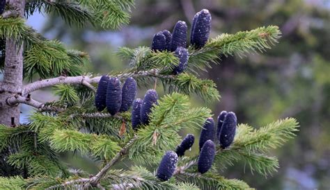 Abies Pindrow Eflora Of India