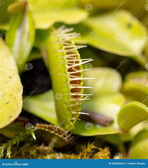 Venus Flytrap Plant in Nature. Stock Photo - Image of dionaea, thorn ...