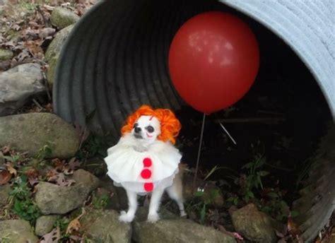 Hilarious Hounds Captivating Photos Of Funny Dogs Lite Story