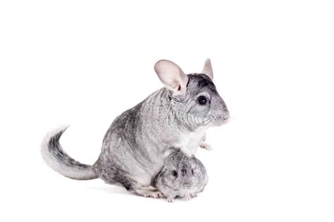 Chinchilla Pictures - AZ Animals