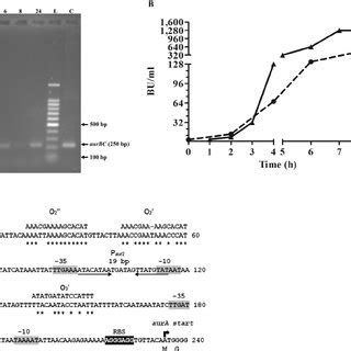 AurABCD Transcription In Silico Analysis Of Its Promoter Region And