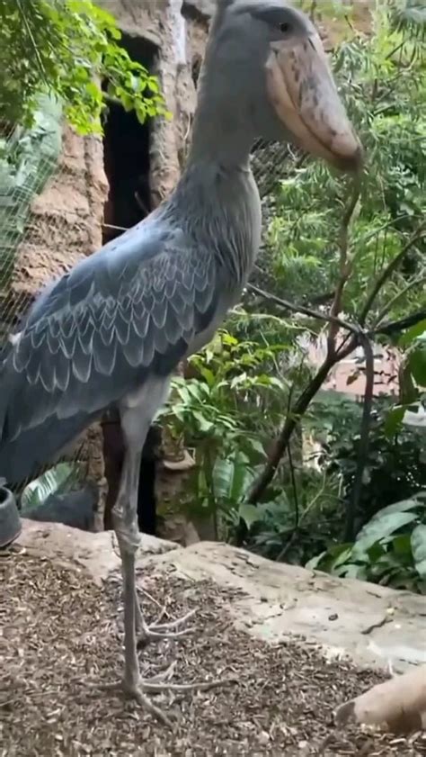 Balaeniceps Rex : r/interesting