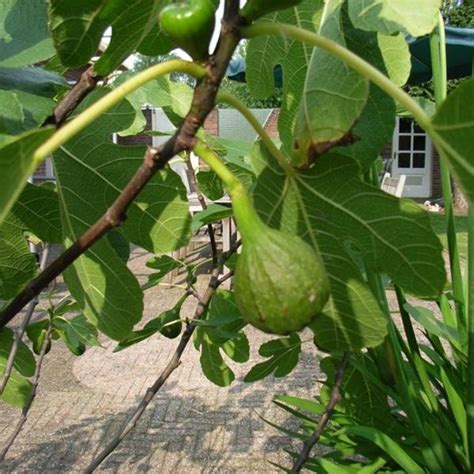 Vijg Ficus Carica Brown Turkey Loofbomen Planten Online Kopen