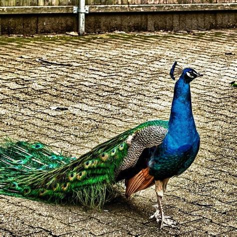 Peacock Running Wild In Nyc Photograph By Ramon Nuez