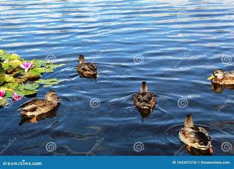 Los Patos Salvajes Nadan En El Estanque Foto De Archivo Imagen De