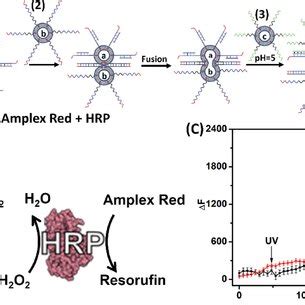 Schematic Stepwise Fusion Of Three Kinds Of Liposomes A B And C