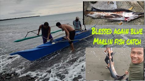 Blessed Again Blue Marlin Fish Fresh Catch The Fastest Fish In The